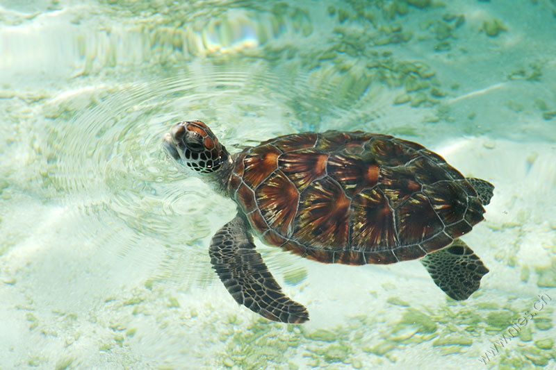 Sea Turtle 1