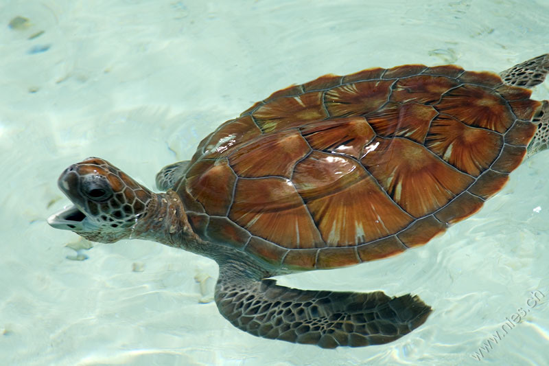 Sea Turtle 2 © Bernd Nies