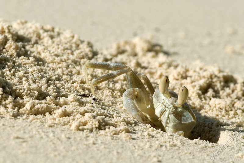 Beach Crab 1 © Bernd Nies