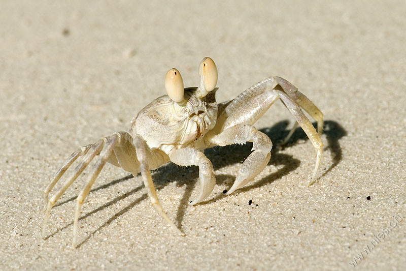 Beach crab 2