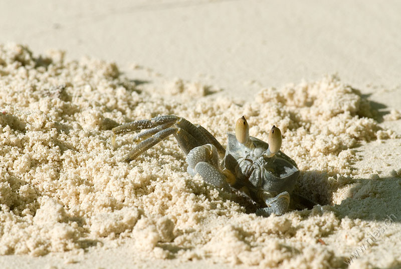 Beach Crab 4 © Bernd Nies