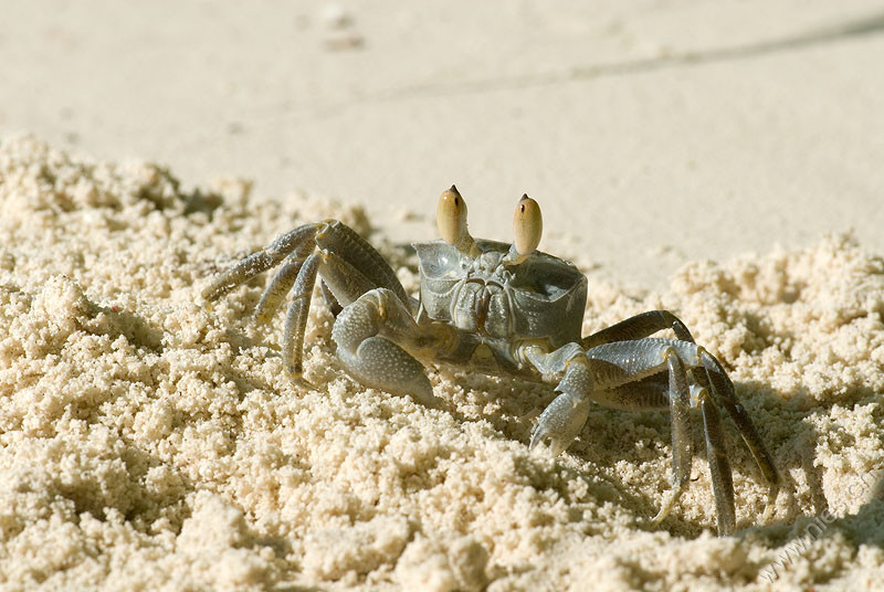 Beach Crab 5 © Bernd Nies