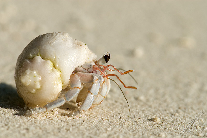Hermit Crab 1 © Bernd Nies