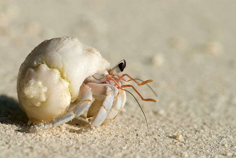 Hermit crab 1