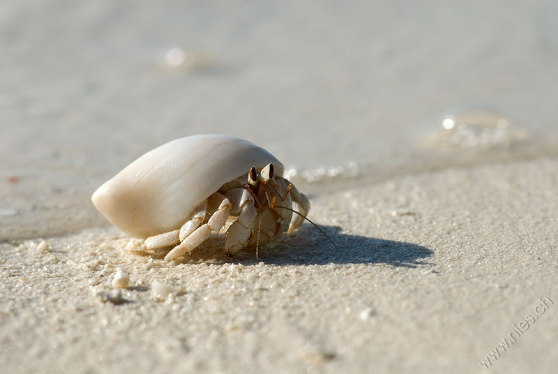Hermit Crab 2 © Bernd Nies