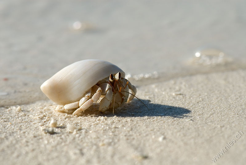 Hermit crab 2