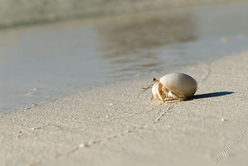 Hermit crab 3