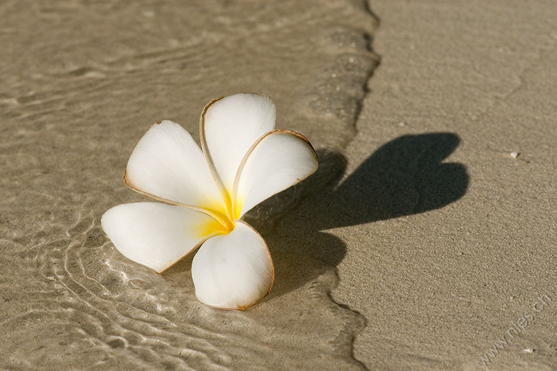 Blüte am Strand