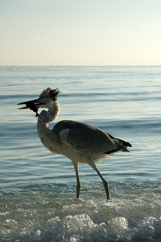 Heron with fish