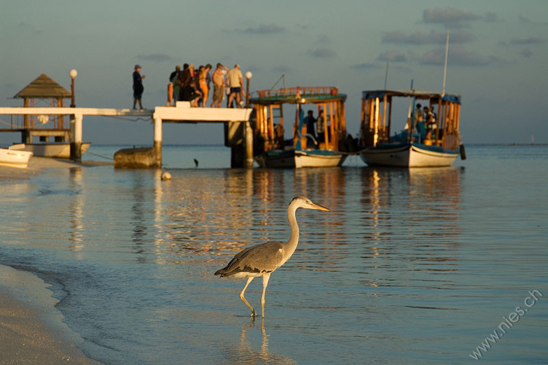 Heron with pier