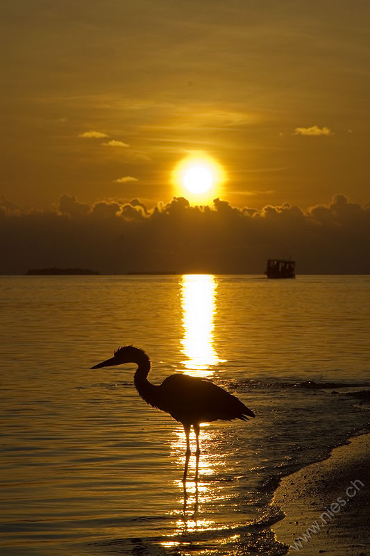 Sonnenuntergang mit Reiher