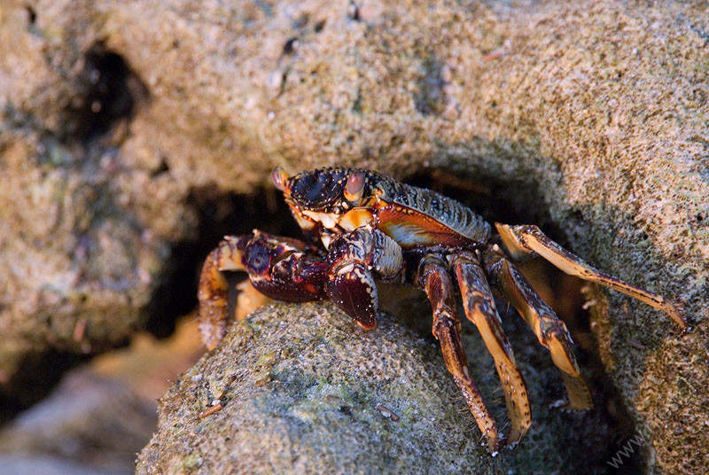 Crab © Bernd Nies