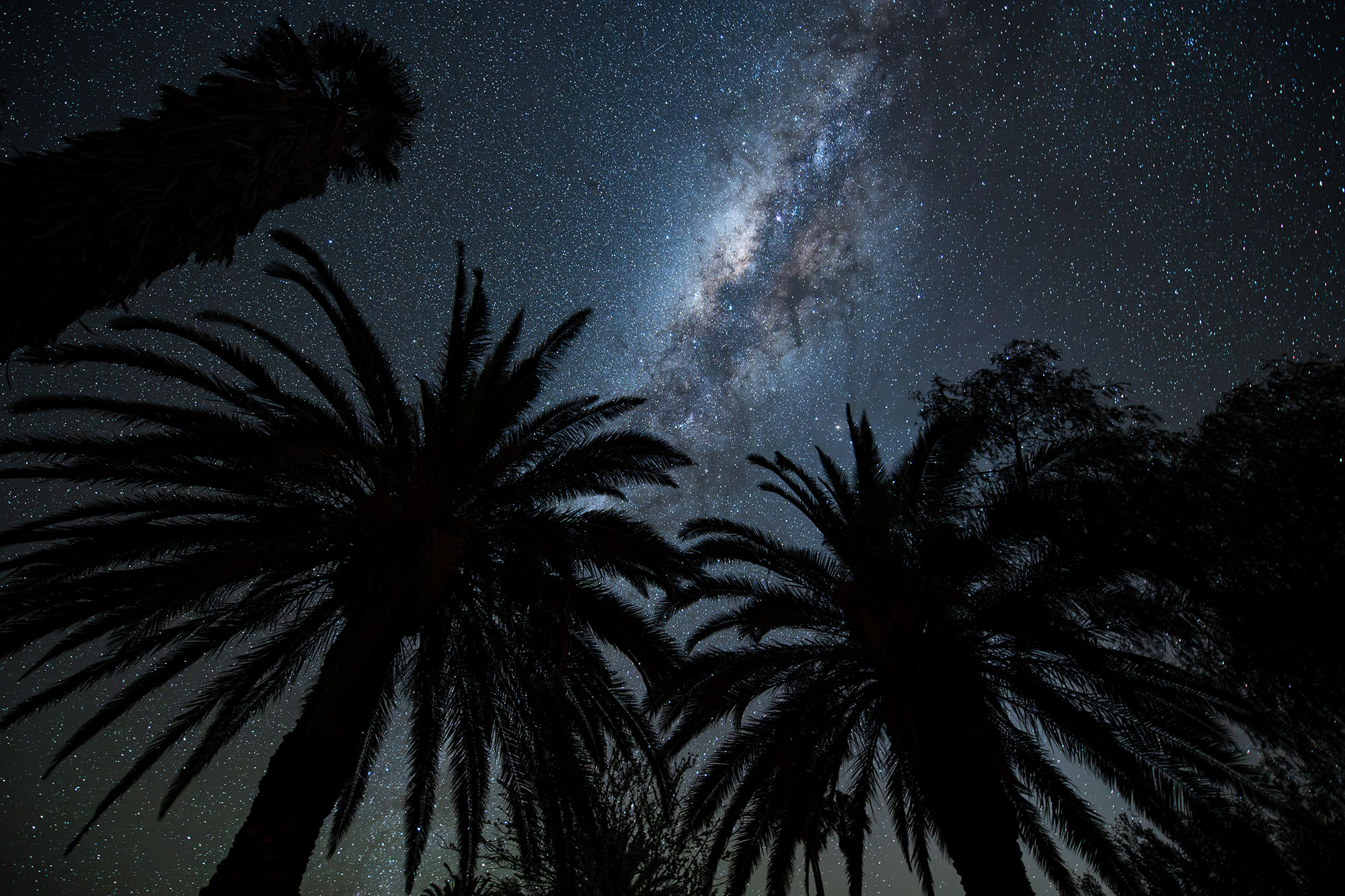Milky Way over Palms