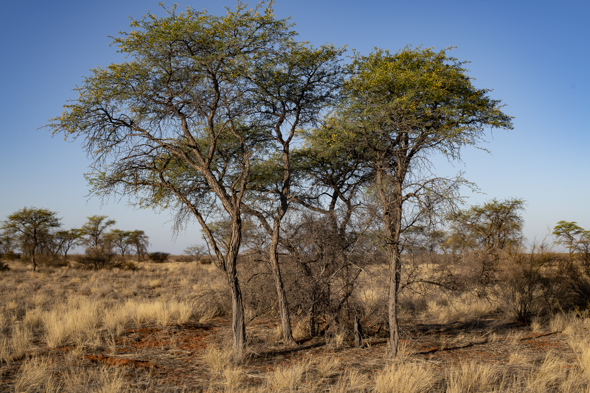 Steppe Landscape