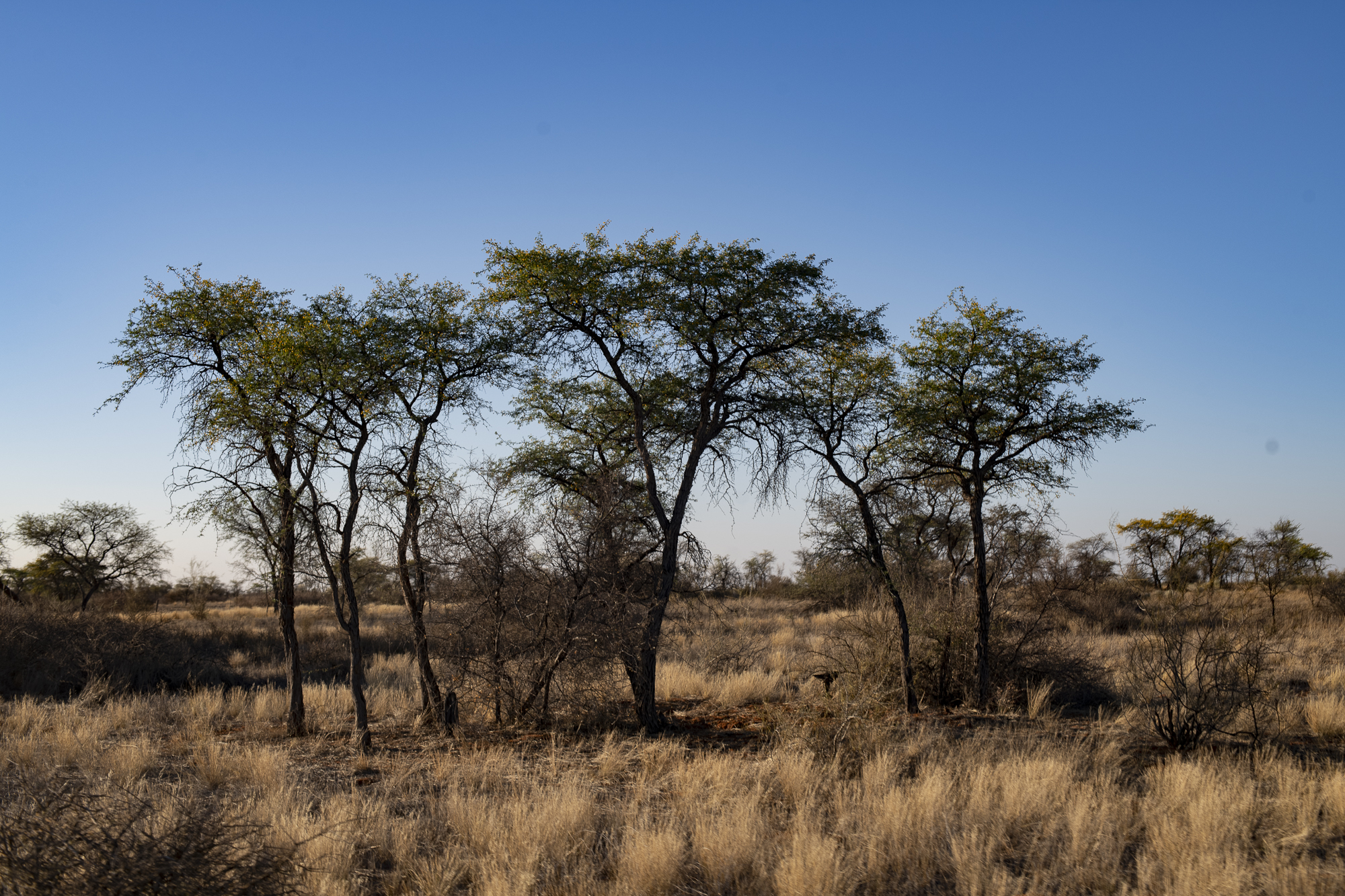 Steppe Landscape