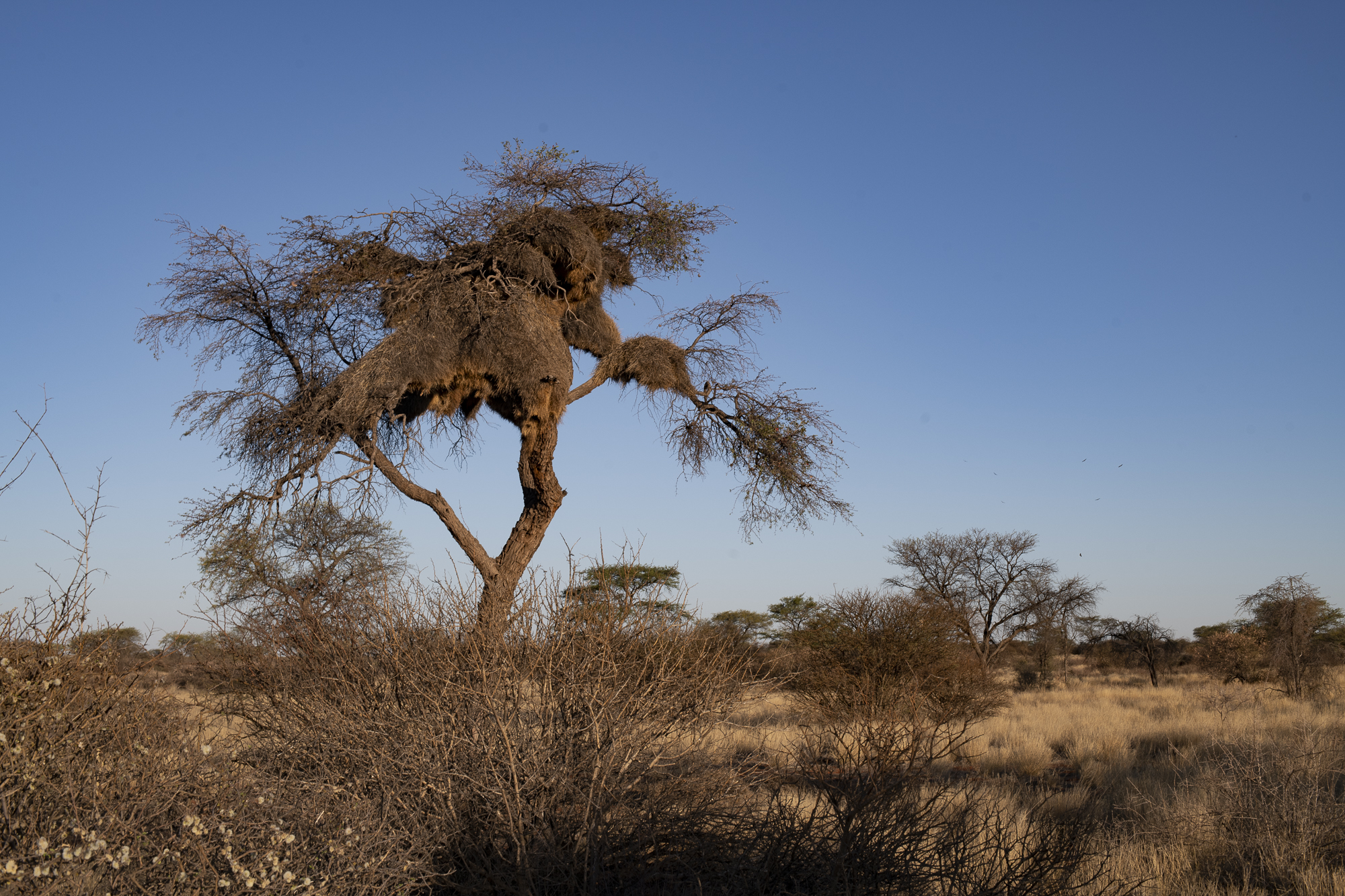 Webervogelnester im Baum