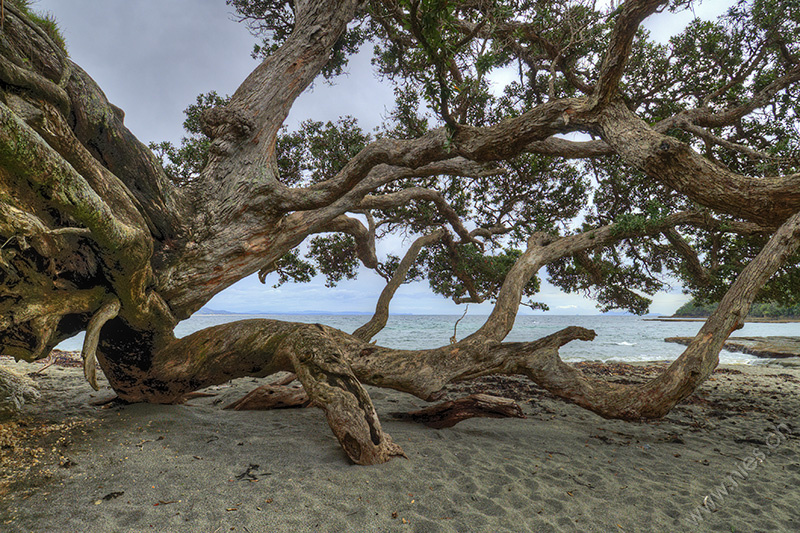 Baum am Strand