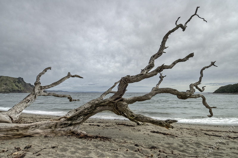 Dead tree on the beach