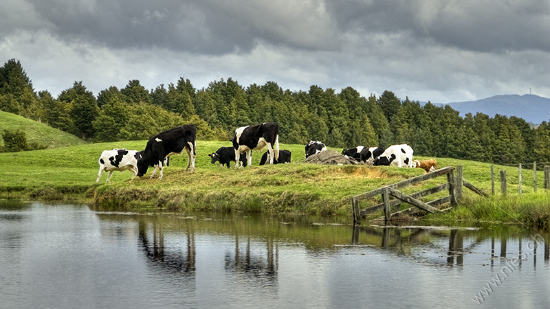 Kühe am Weiher