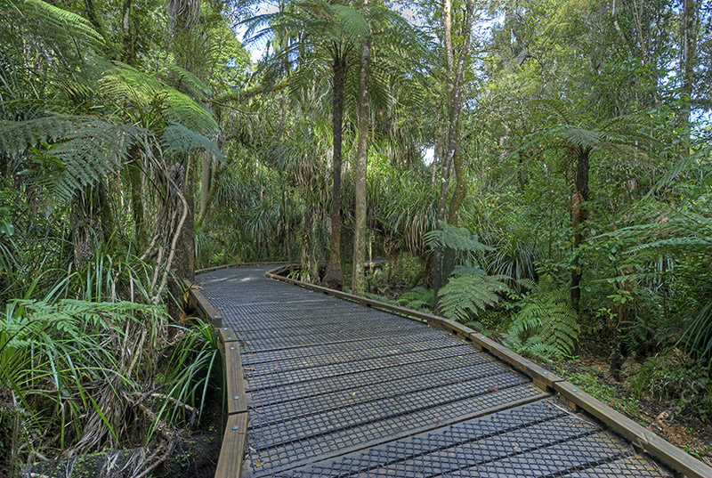 Waipoua Forest