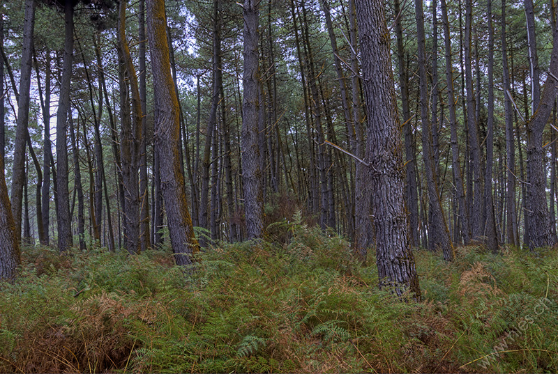 Wald mit Farn