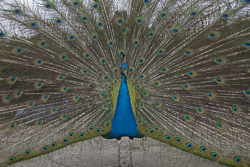 Peacock