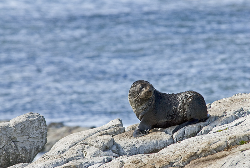 Sea Lion