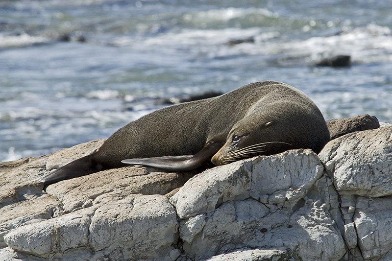 Sea Lion