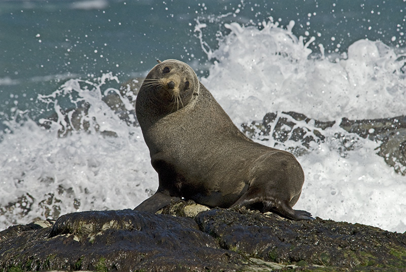 Seelöwe