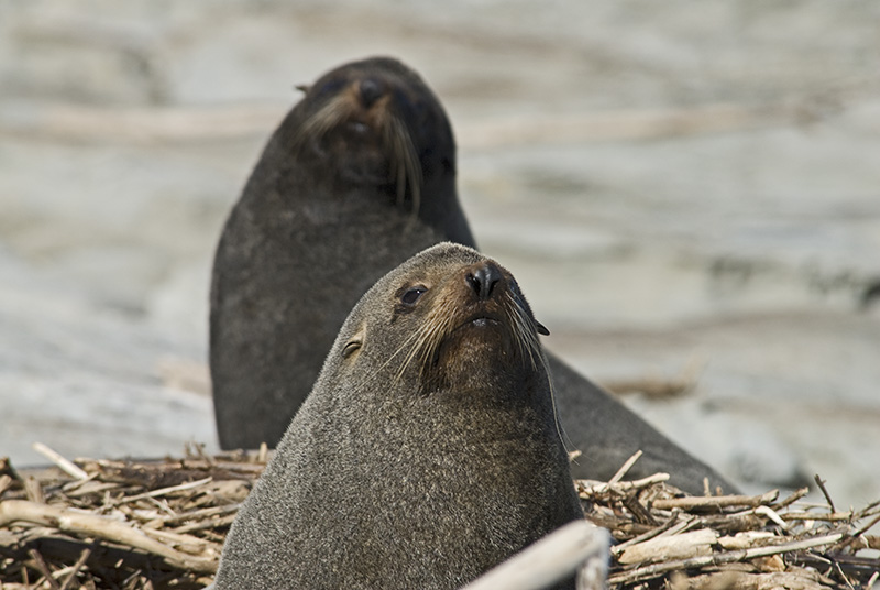 Two sea lions