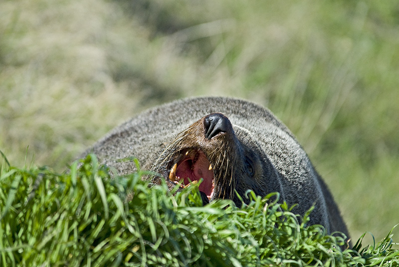 Yawning sea lion