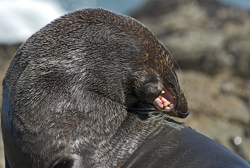 Sea lion