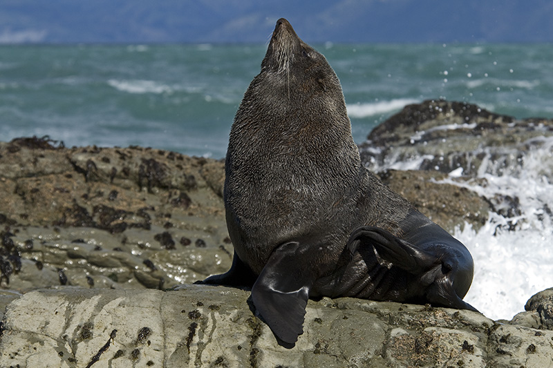 Sea lion