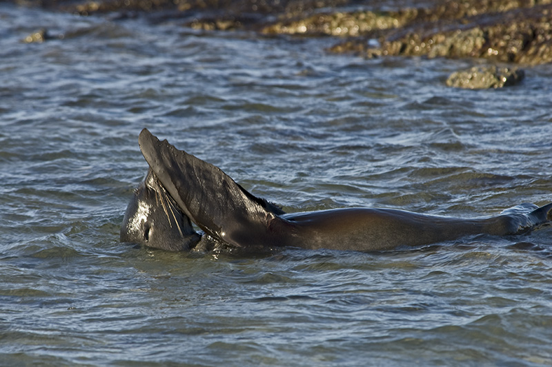 Sea lion in the water