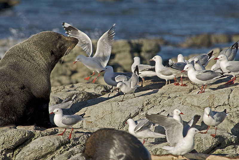 Seagulls and sea lions