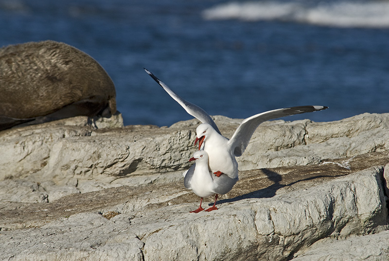 Seagulls