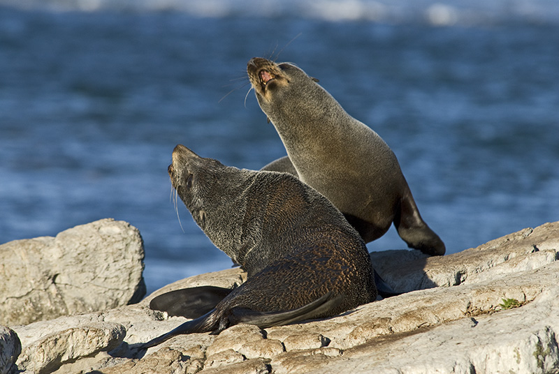 Two sea lions