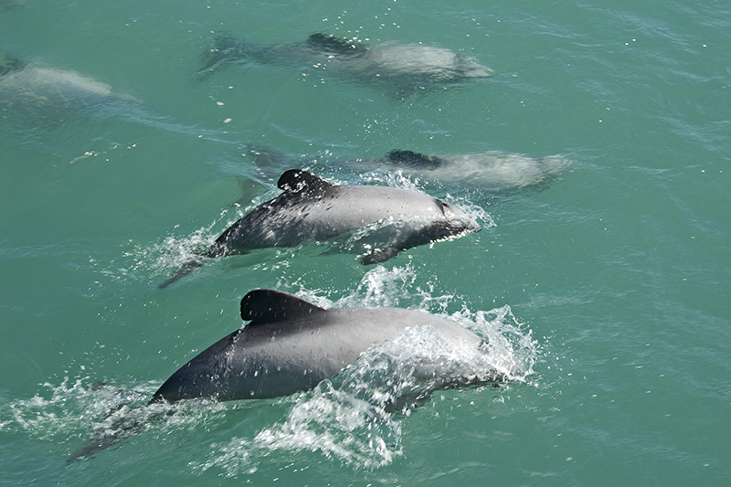 Hector's Dolphins