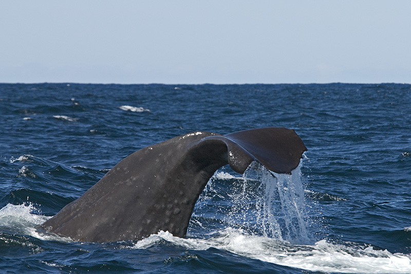 Sperm Whale