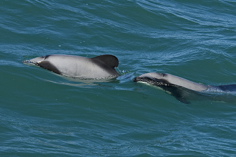 Hector's Dolphins