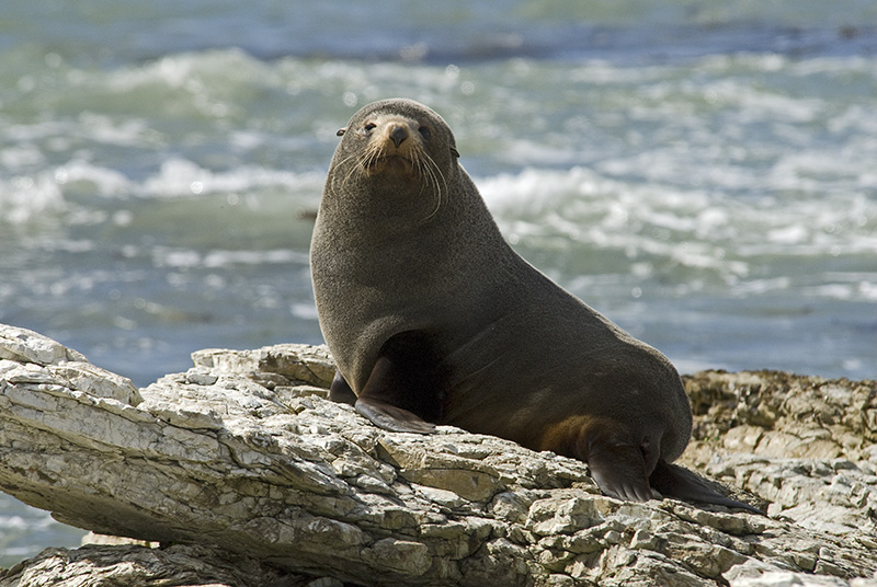 Seelöwe