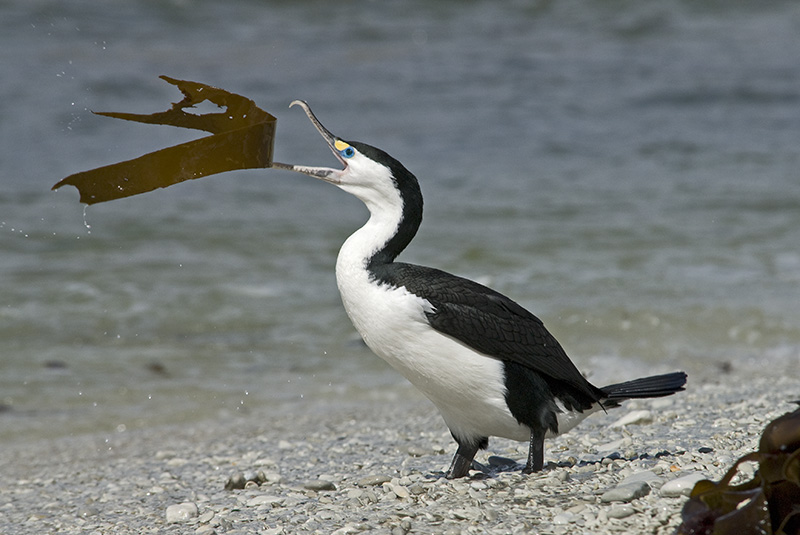 Kormoran