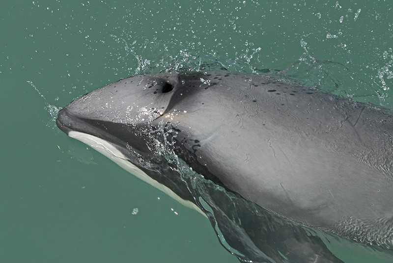 Hector's Dolphin