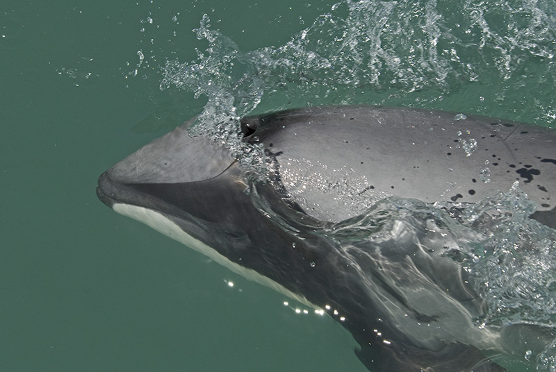 Hector's Dolphin