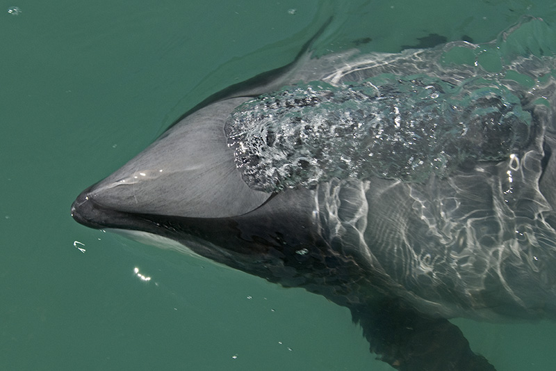 Hector's Dolphin