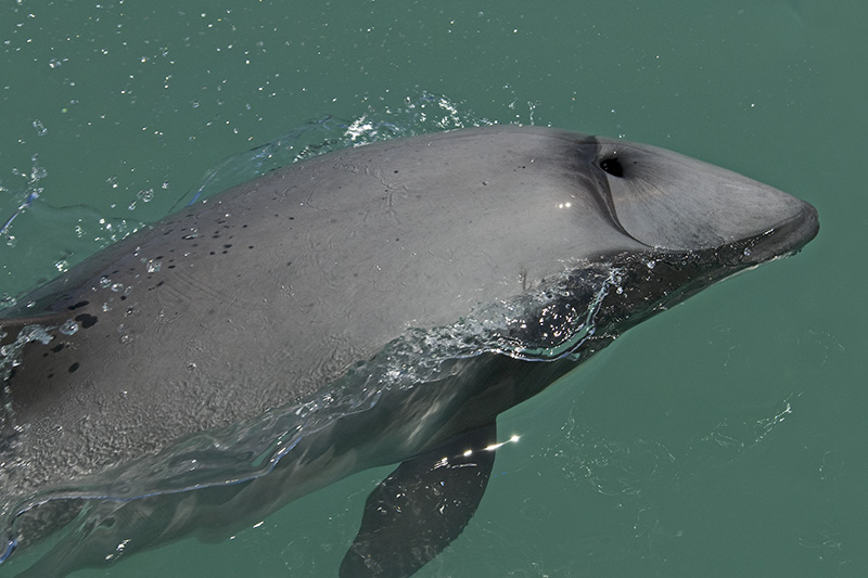 Hector's Dolphin