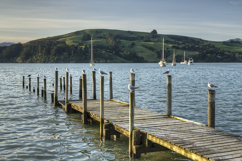 Seagulls on wooden poles