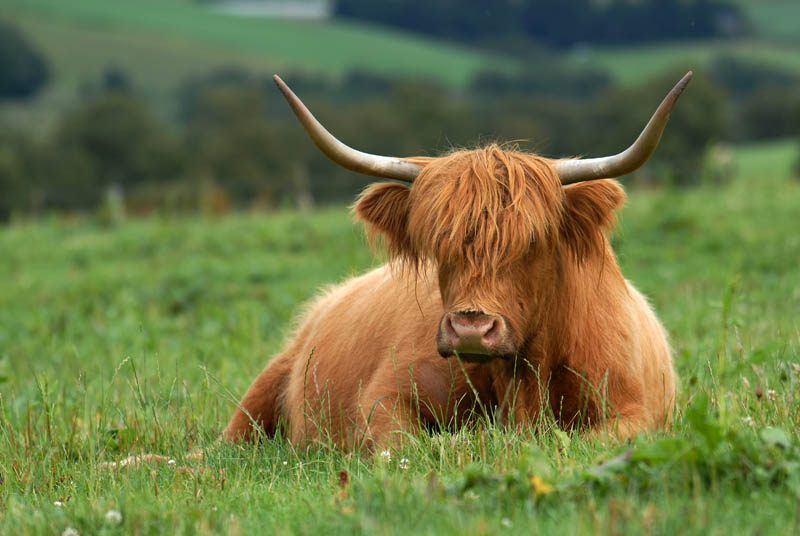braune Highlad Cow © Bernd Nies