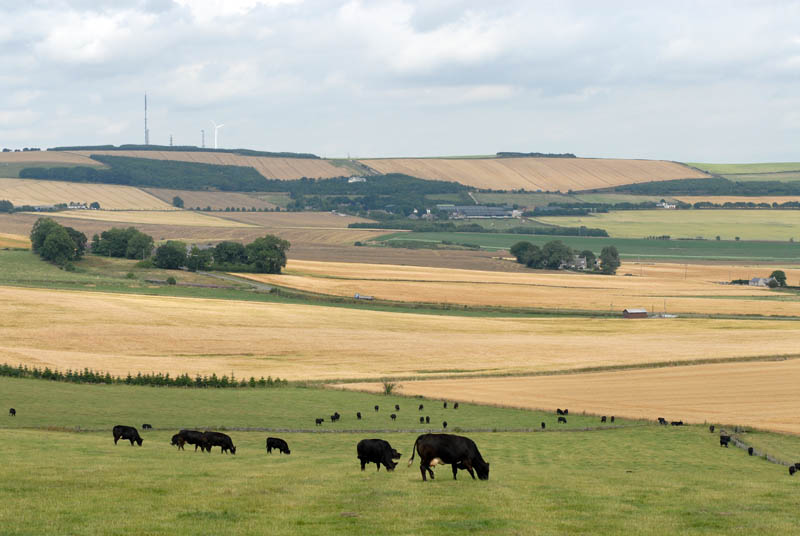 Cows in the pasture