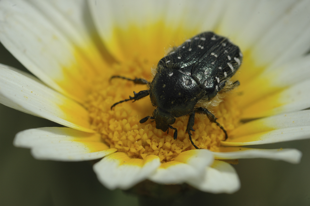 Käfer auf Blume